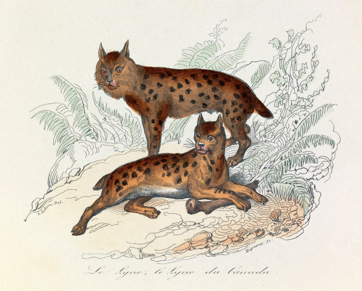 Lynx och Canada lynx, två fyrfota däggdjur, klassificerade av Linneene och Cuvier (gravyr) av Unknown artist