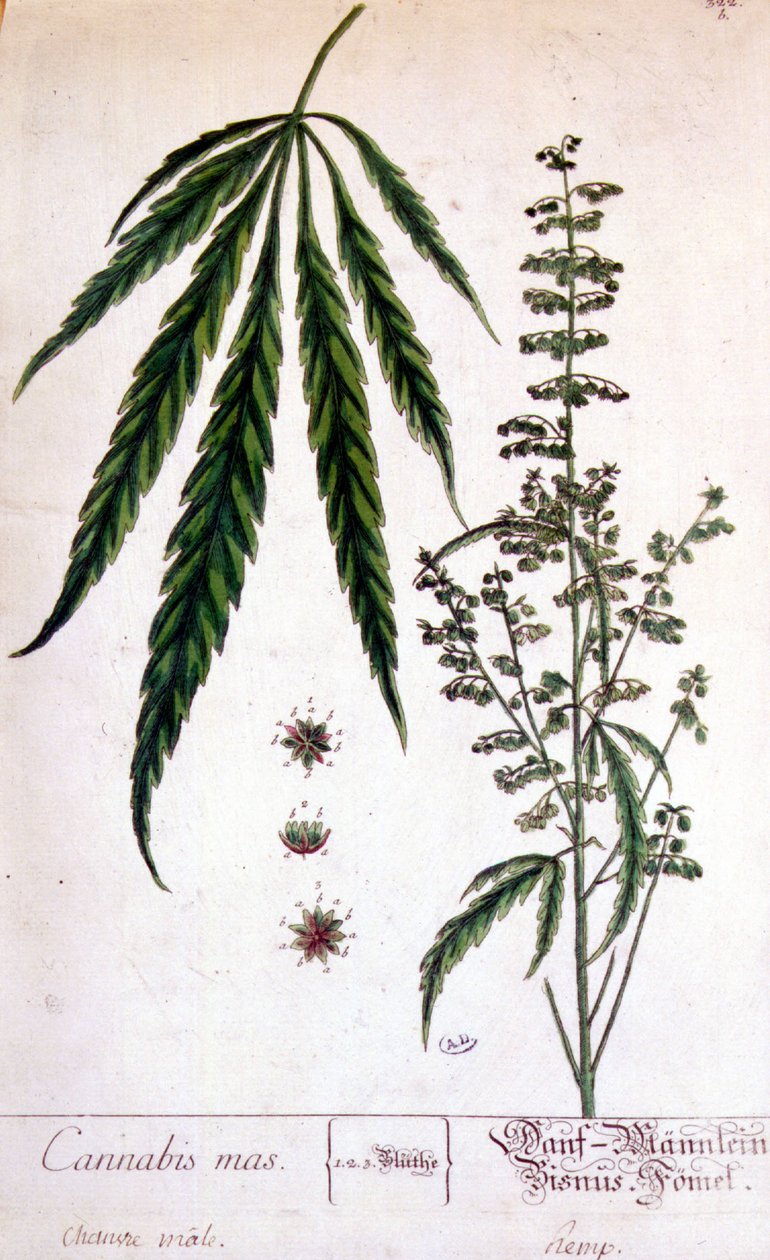 Manlig cannabisväxt. 1800-talsgravyr. av Unknown artist
