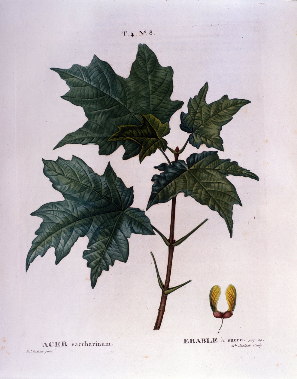 Lönngren. Botanisk tavla från ett herbarium från början av 1800-talet. av Unknown artist