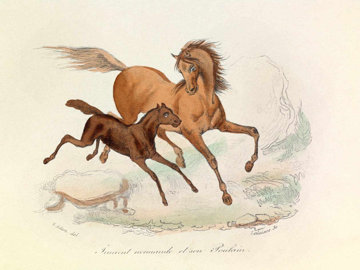 Stoet Normande och fölet klassificerade och namngivna enligt Linneenes och Cuviers nomenklatur (gravyr) av Unknown artist