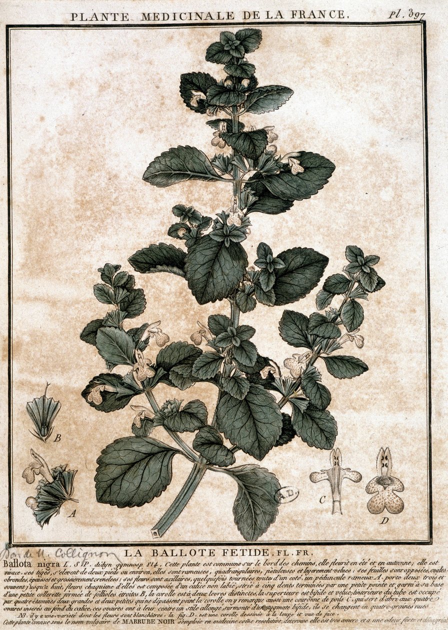 Medicinalväxt från Frankrike: den stinkande belotten. av Unknown artist