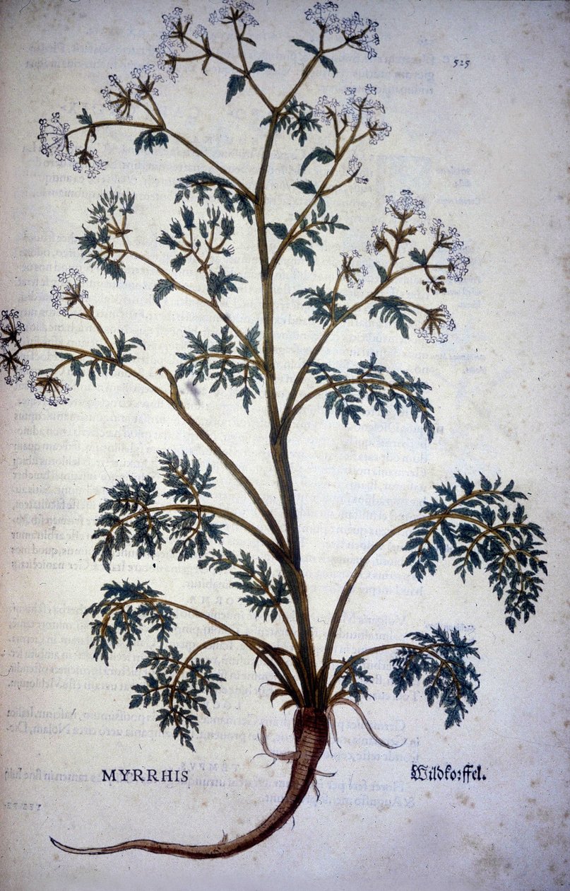 Myrrhis Odorata Fuchs: körvelmusk - I "" Natural History of Cocoa and Sugar"" av Unknown artist