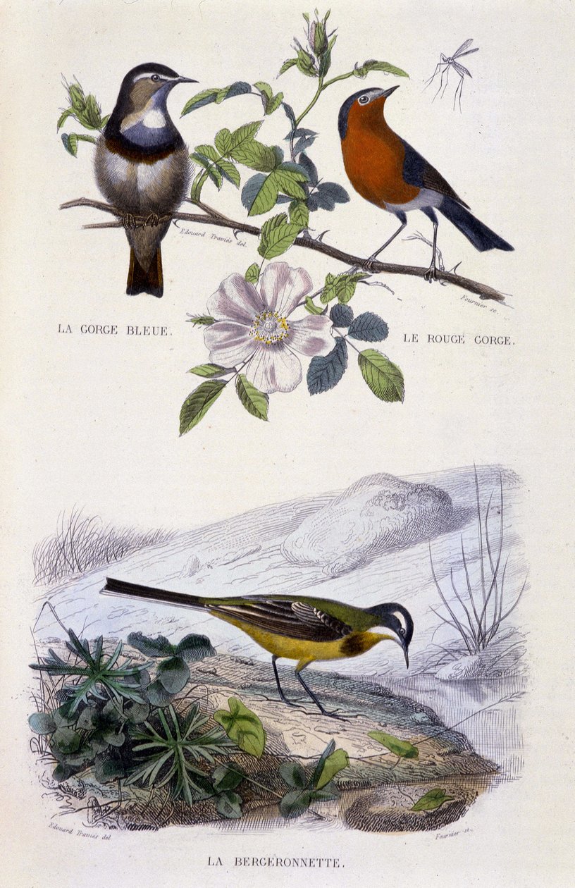 Naturhistorisk skylt: Fåglar: Blåstrupen (Gorge Bleue), rödhaken (Rouge Gorge) och vipstjärten - i "" Works of Buffon, T.5, ed. Röker Jouvet & Cie av Unknown artist