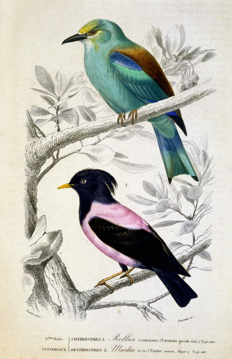 Naturhistorisk skylt: Fåglar: Rollier commun et martin rose - i "" Works of Buffon, T.5, ed. Fume Jouvet & Cie av Unknown artist