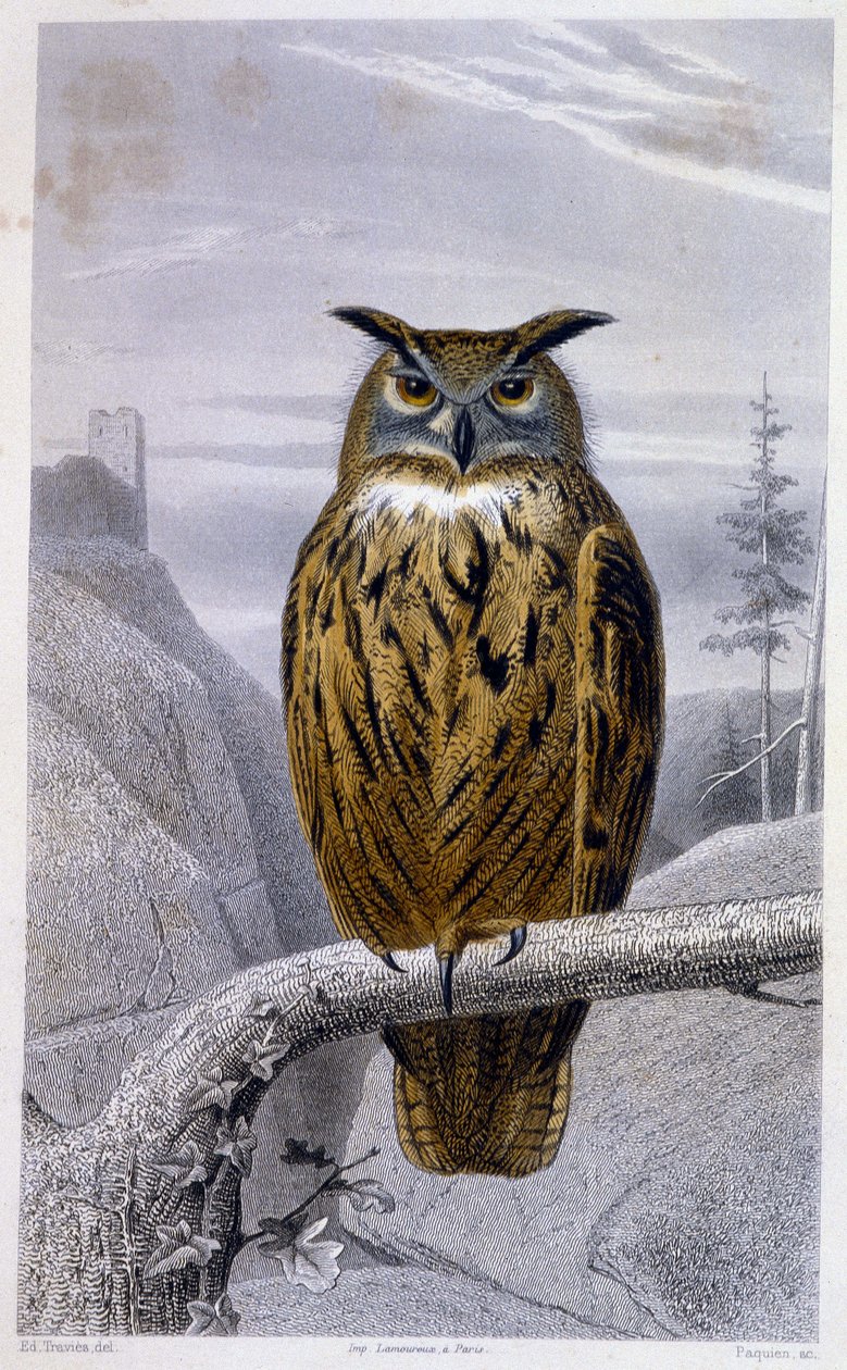 Natural History Plate: Owl: The Grand Duke (Grand Duke) - i "" Works of Buffon"", T.5, ed. Fume Jouvet & Cie av Unknown artist