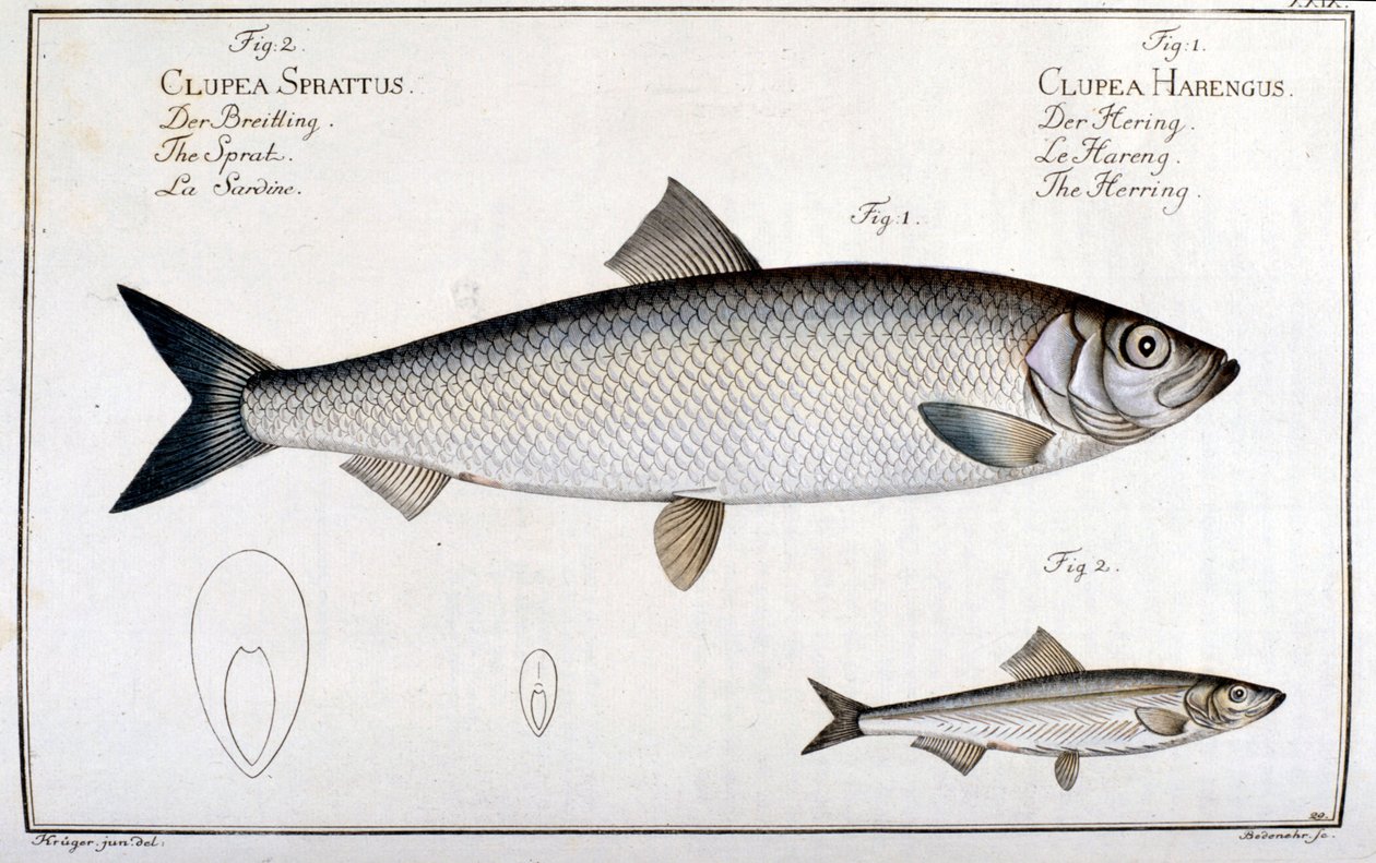 Naturhistorisk tavla: sill (1) och sardin (2) av Marc Elieser Bloch Ichtyologie Paris - Berlin - London 1787. av Unknown artist