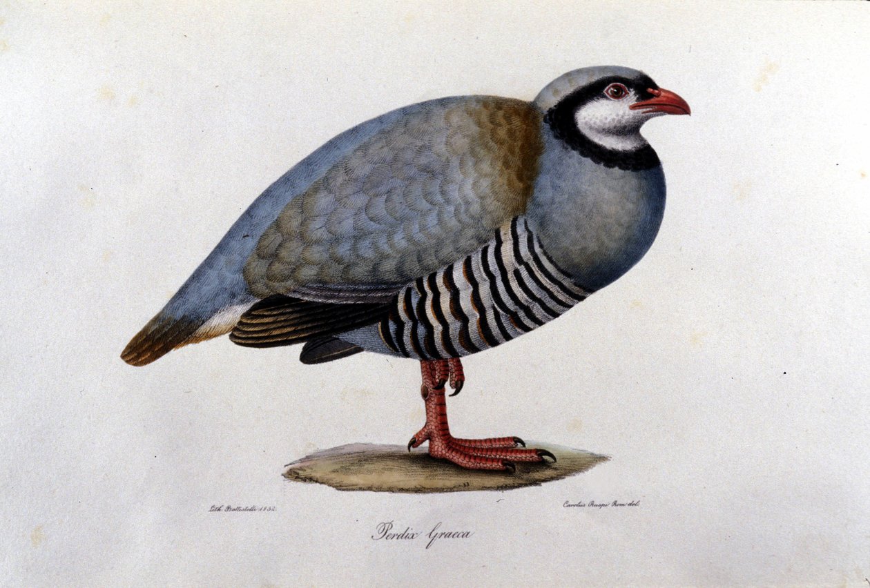 Naturhistorisk tavla som föreställer en grekisk rapphöna. 1800-talsgravyr. av Unknown artist