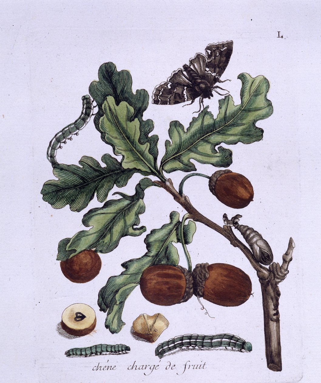 Ekfrukt: ekollon, fjärilar och larver av Unknown artist