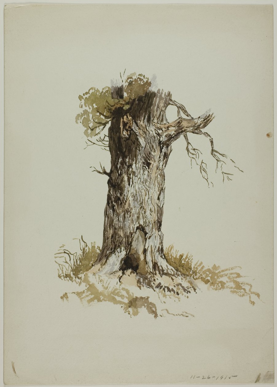 Gammal trädstam (recto); Gammal trädstam (verso) av Unknown artist