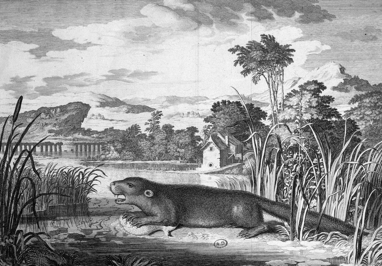 Otter - gravyr av Unknown artist