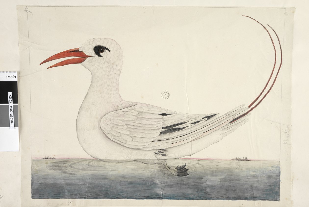 Sida 100. Phaeton Red, Tailed Tropicbird Phaethon rubricauda, 1791-92 av Unknown artist