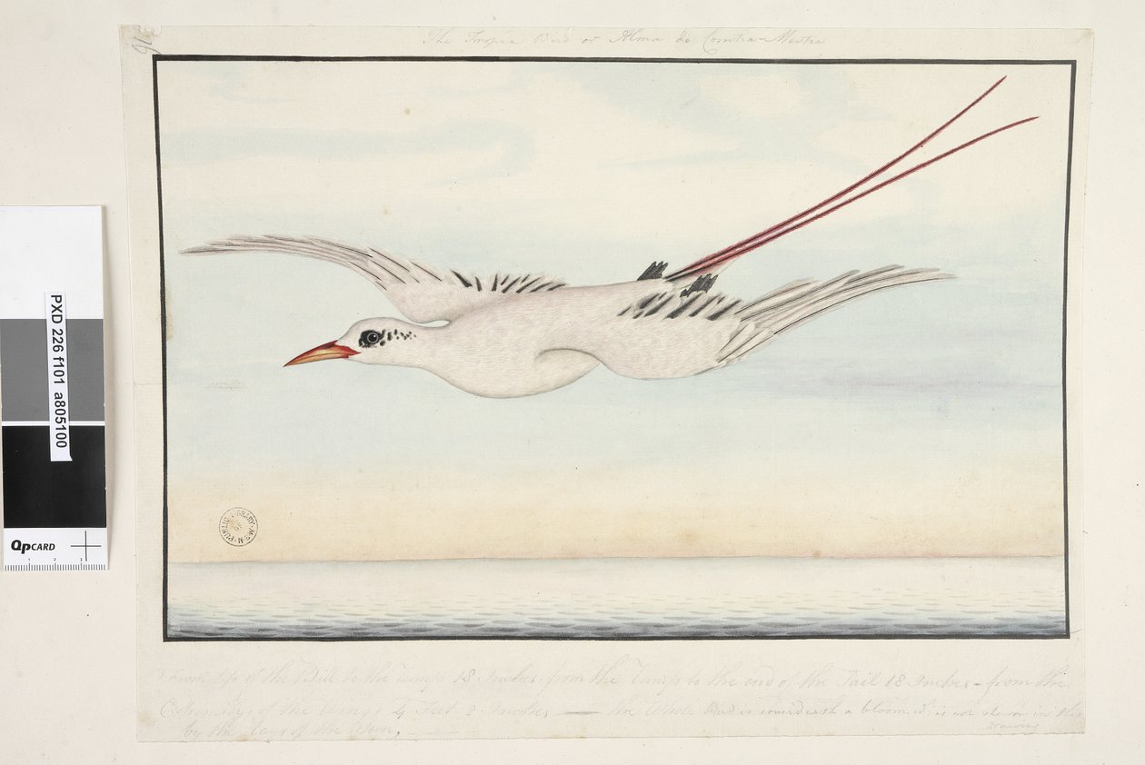 Sida 101. Tropic Bird of? Alma do Comtre, Mastre?. Från näbbspetsen till gumpen 18 tum, från gumpen till slutet av svansen 18 tum, från ytterkanten av vingarna 4 fot 2 tum. Hela fågeln är täckt med en blomning som inte visas i av Unknown artist