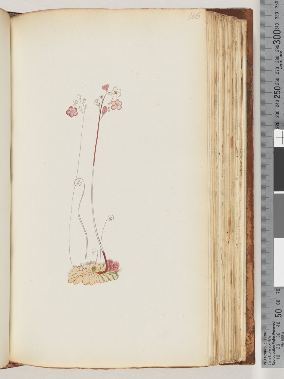 Sida 106. Ingen inskription, ritning ofullbordad av Unknown artist