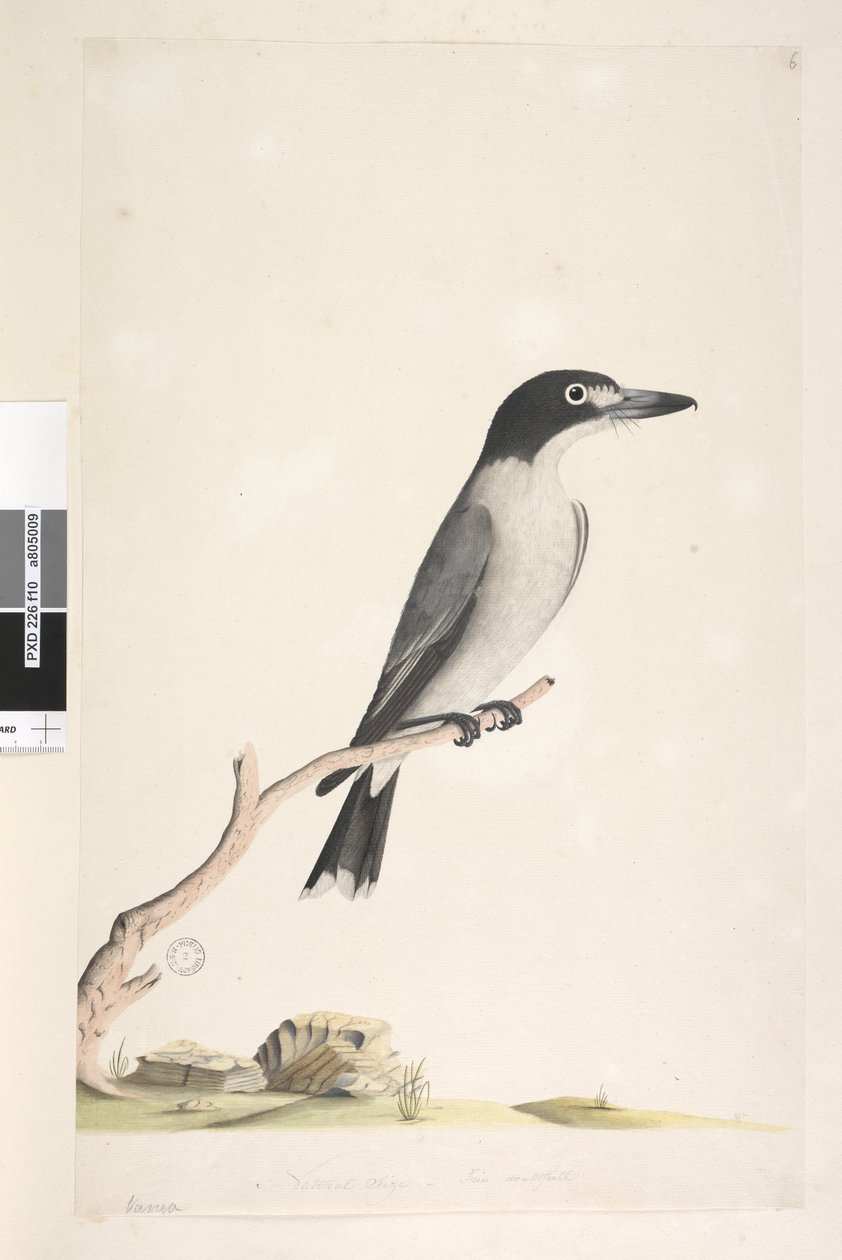Sida 10. Vanga. i nedre mitten i annan hand Naturlig storlek, iris tveksam Grå Butcherbird Cracticus torquatus hane, 1791-92 av Unknown artist