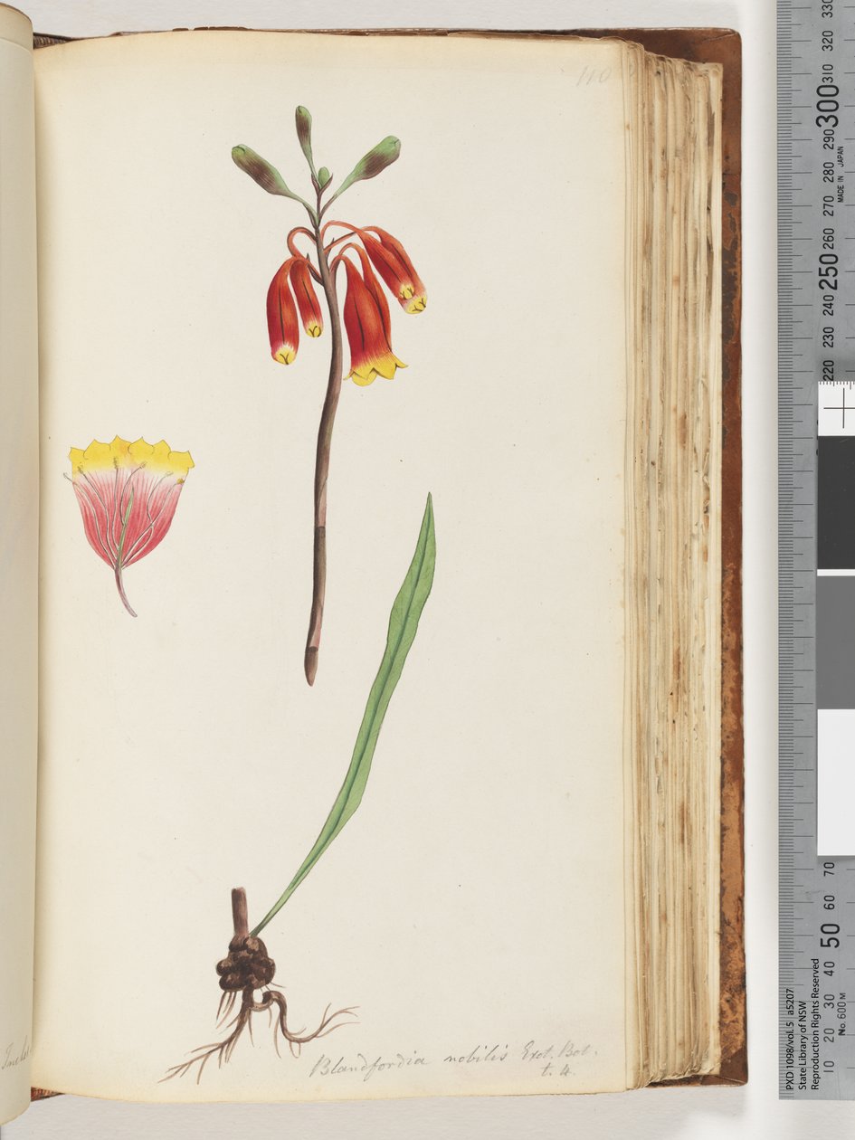 Sida 110. Blandfordia nobilis Exot. Bot / t. 4. Julklocka av Unknown artist