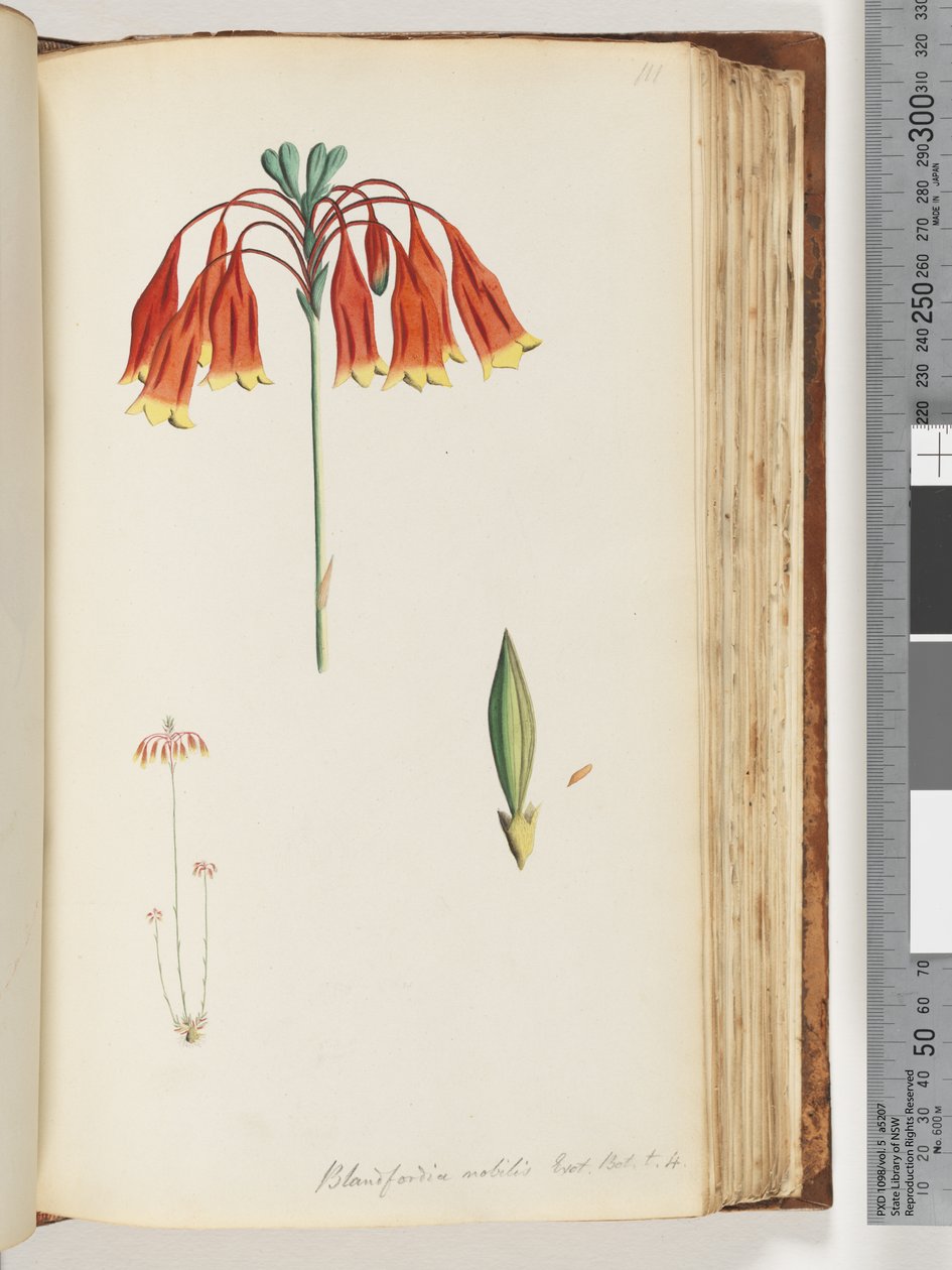 Sida 111. Blandfordia nobilis Exot. Bot. t. 4. Julklocka av Unknown artist