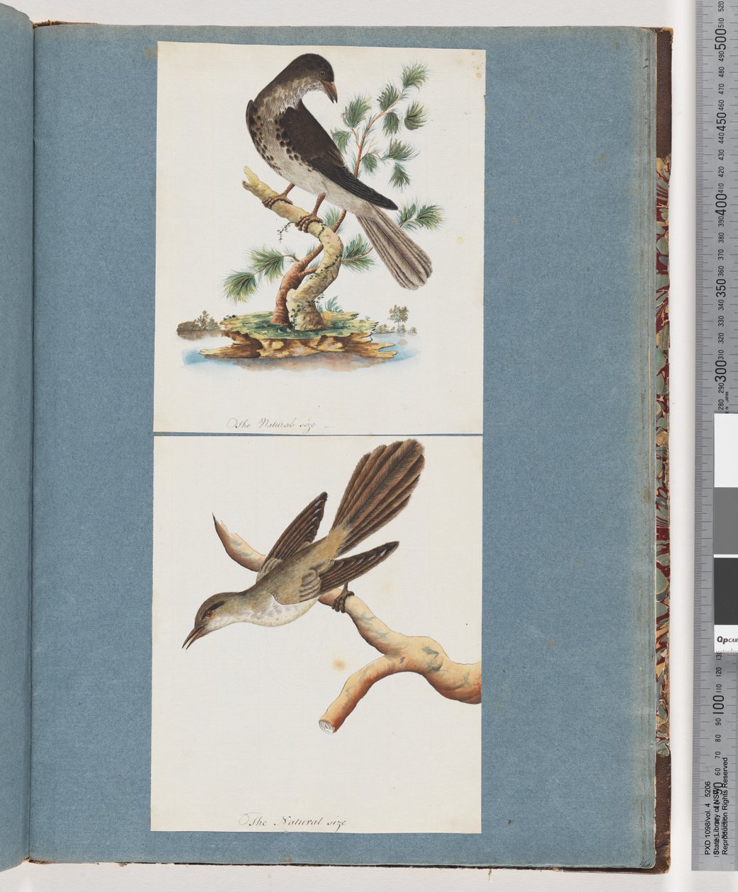 Sida 119. Oidentifierad fågel. 120. Oidentifierad fågel av Unknown artist