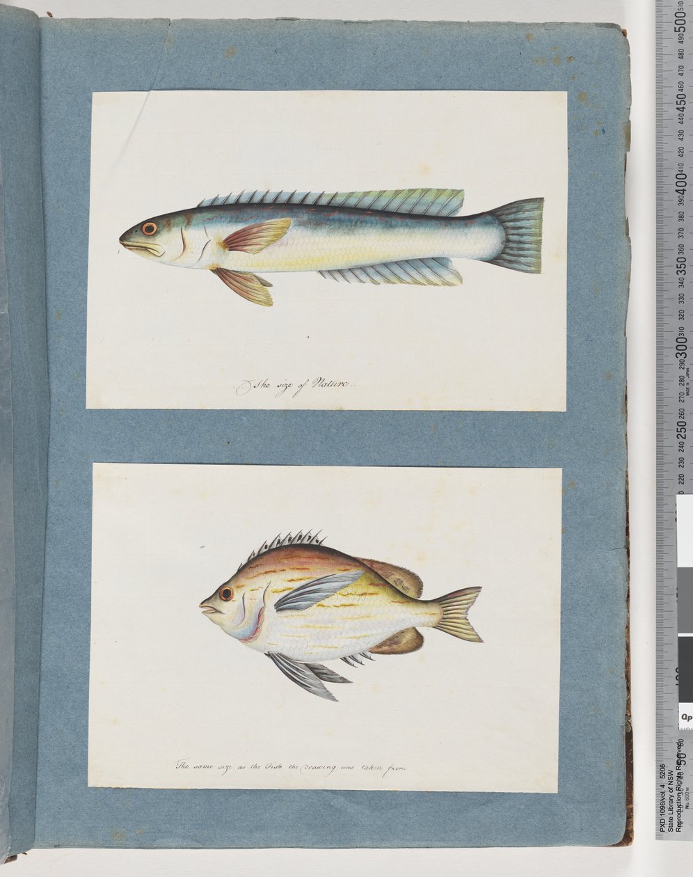 Sida 11. Oidentifierad fisk. 12. Oidentifierad fisk av Unknown artist