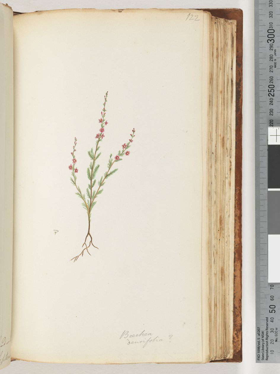Sida 122. Baeckea densifolia, ev av Unknown artist