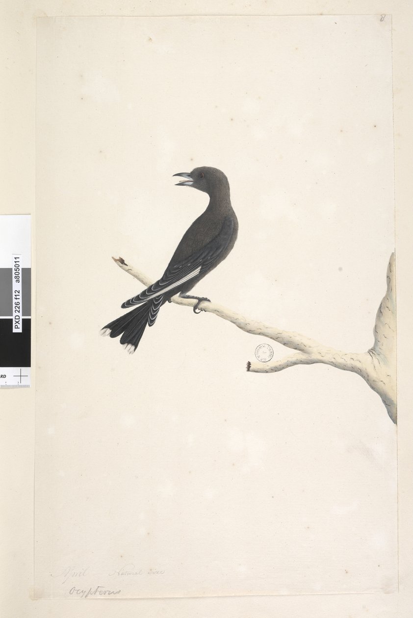 Sida 12. Ocypterus. ovanstående titel i annan hand April,  naturlig storlek Dusky Wood, Swallow Artamus cyanopterus, 1791-92 av Unknown artist