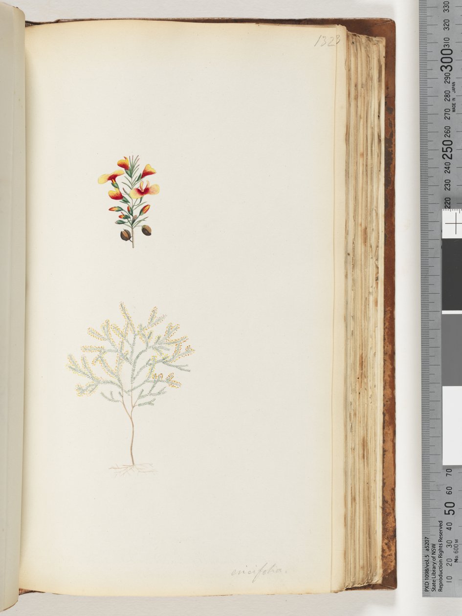 Sida 132. Ericifolia av Unknown artist
