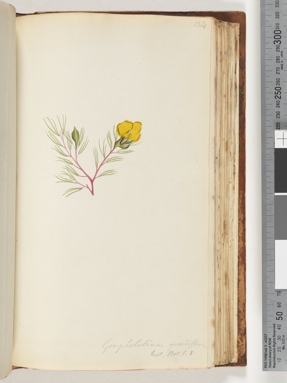 Sida 134. Gompholobium grandiflorum / Exot. Bot. t. 5 av Unknown artist