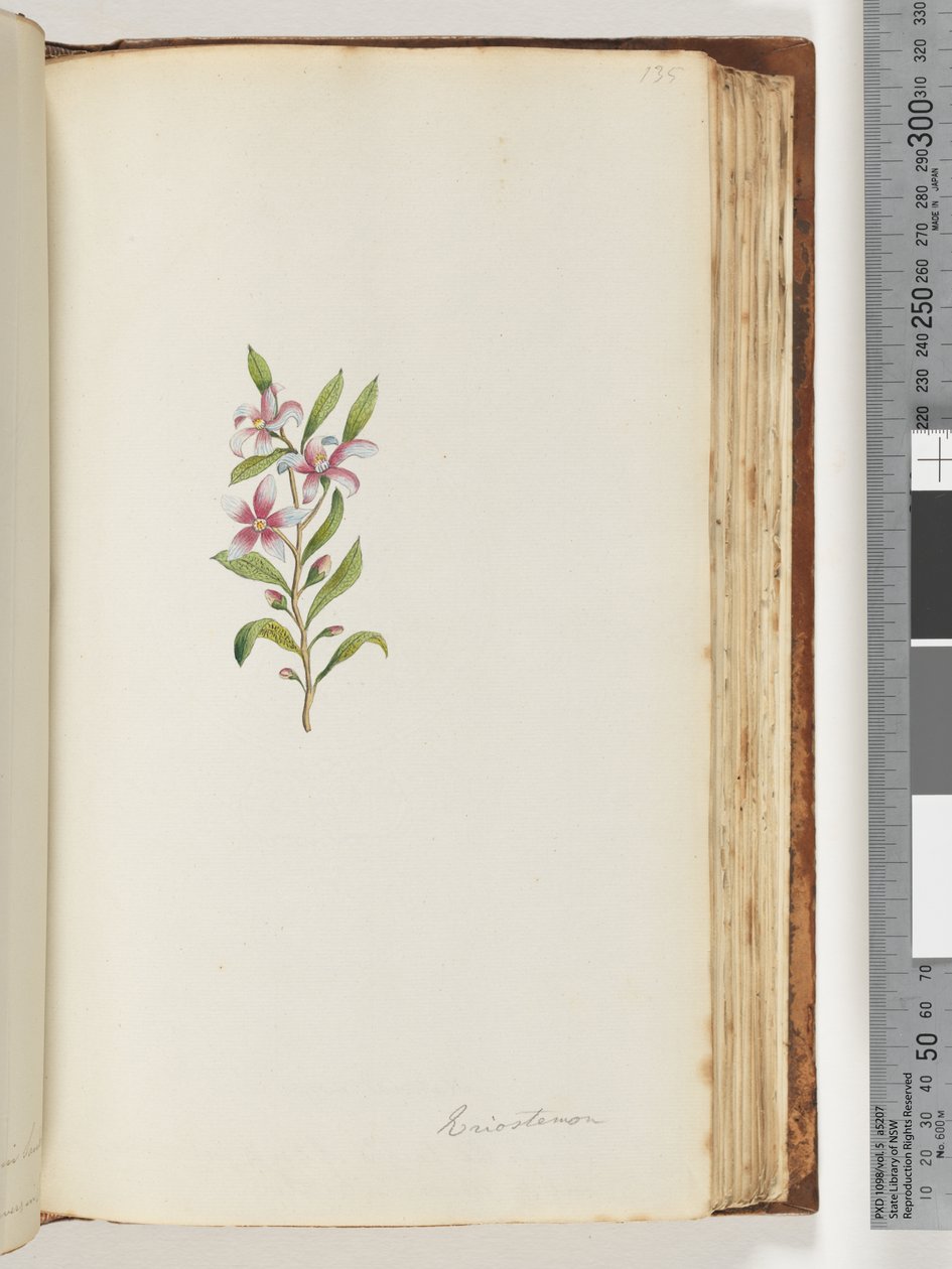 Sida 135. Eriostemon av Unknown artist