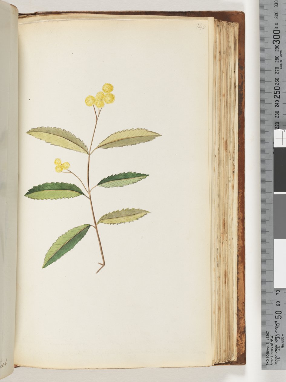 Sida 140. Oidentifierad blomma, oktober 1794 av Unknown artist