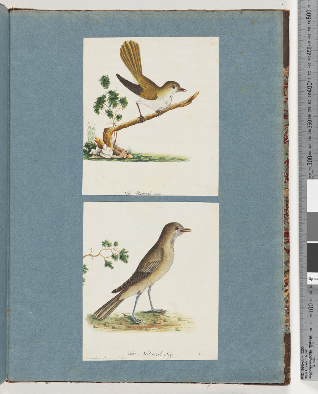 Sida 142. Oidentifierad fågel. 143. Oidentifierad fågel av Unknown artist