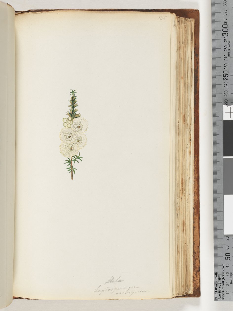 Sida 145. Alela / Leptospermum ambiguum av Unknown artist