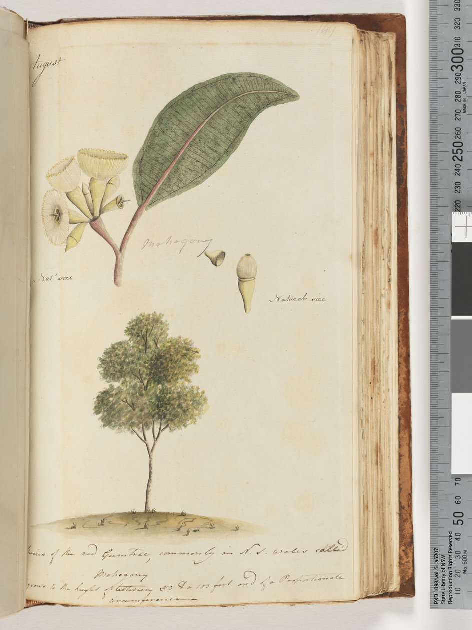 Sida 149. Naturlig storlek, en art av det röda gummiträdet, vanligen i N.S.W kallad Mohogony av Unknown artist