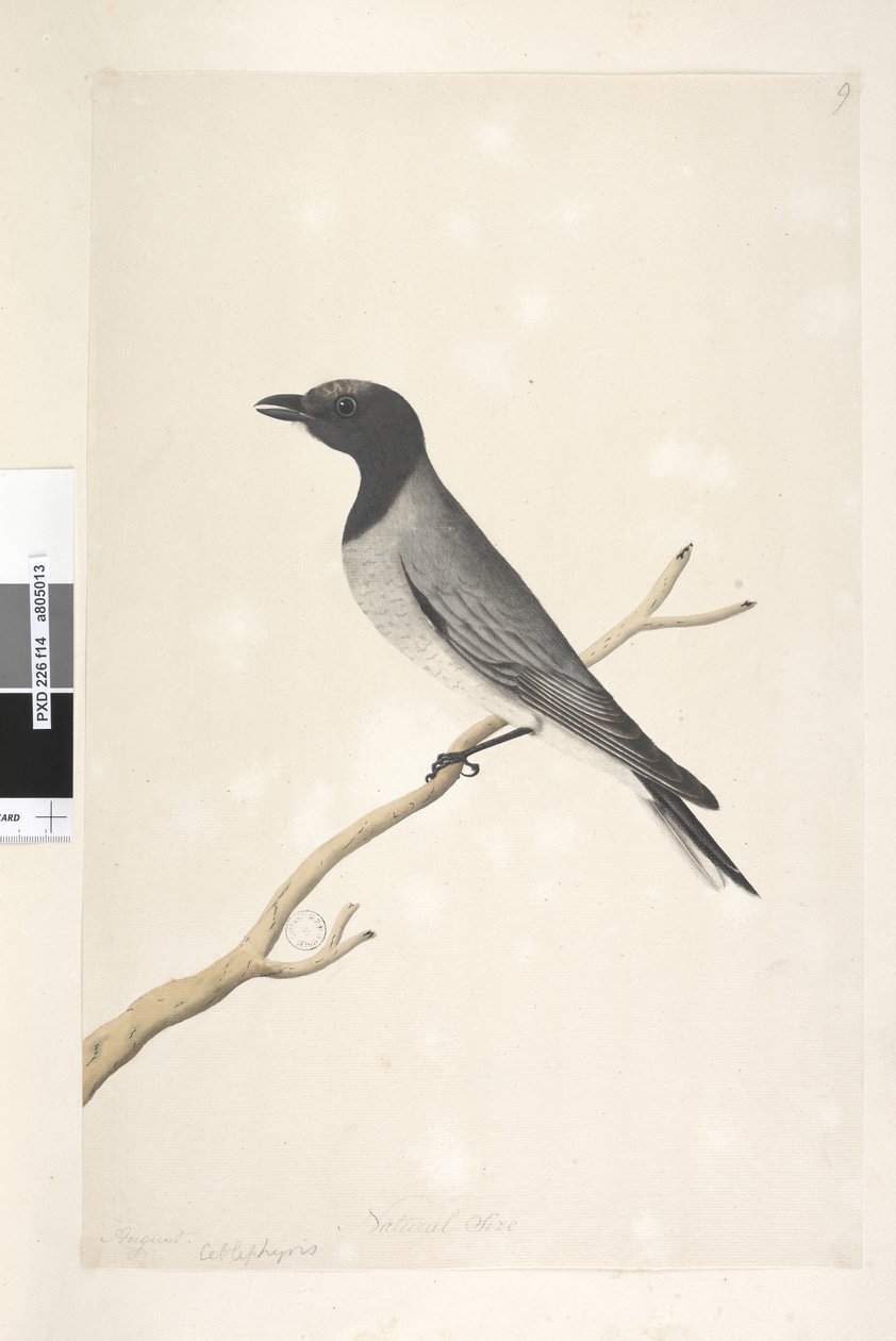 Sida 14. Ceblephyris. ovan titel i annan hand augusti. Naturlig storlek Little Cuckoo, Shrike? Coracina robusta, 1791-92 av Unknown artist