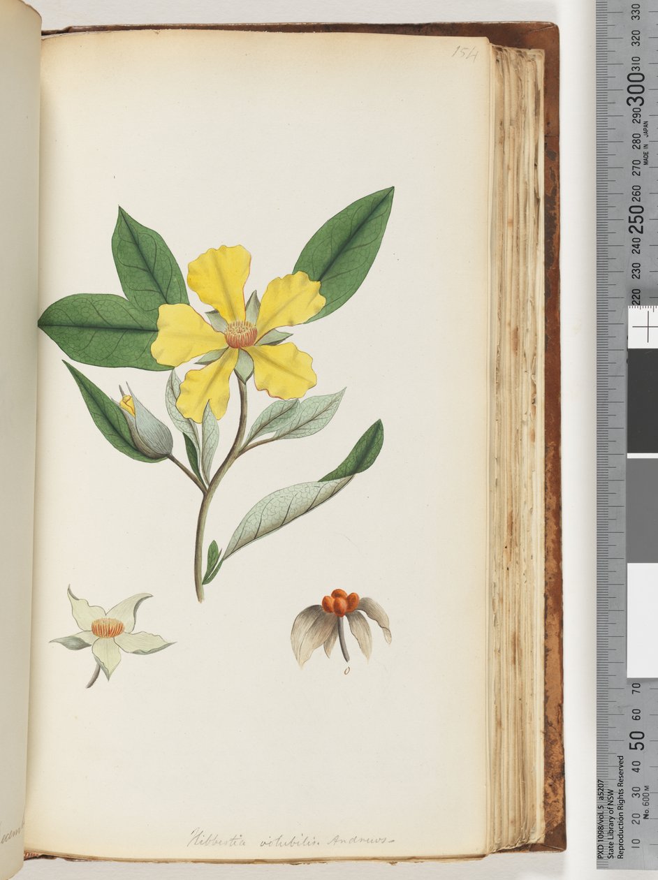 Sida 154. Hibbertia volubilis / Andrews Guinea-blomma av Unknown artist