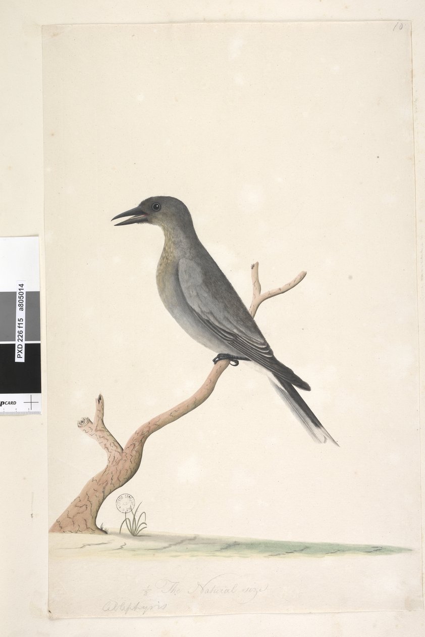 Sida 15. Ceblephyris. ovanstående titel i annan hand den naturliga storleken Grå Currawong Strepera versicolor, 1791-92 av Unknown artist