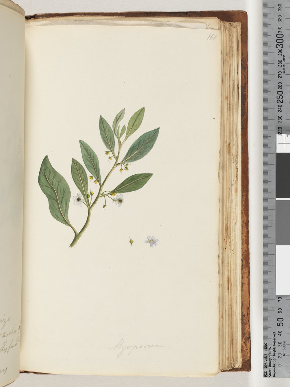 Sida 161. Myoporum av Unknown artist
