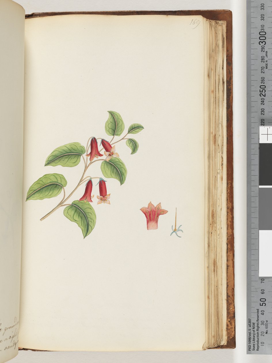 Sida 169. Namnlös blommande växt av Unknown artist