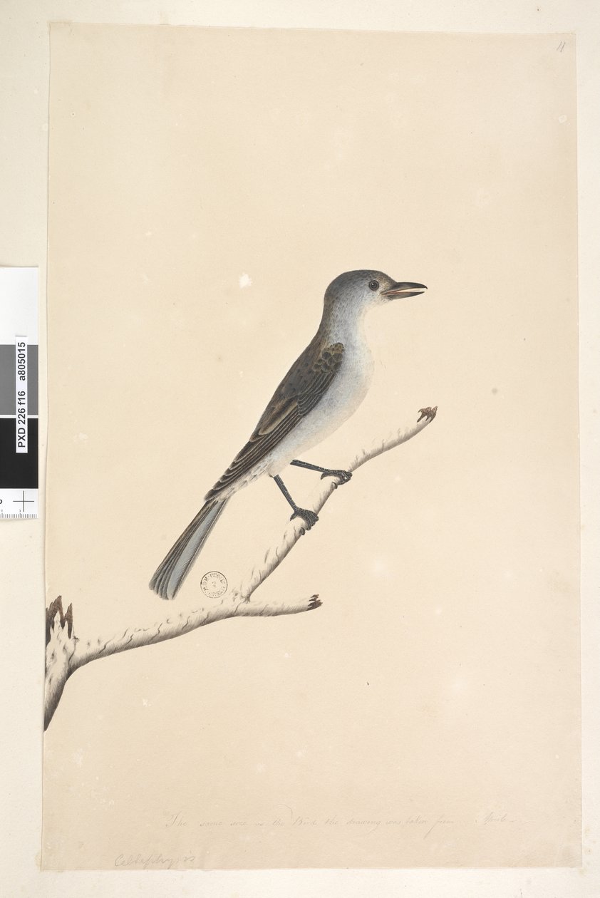 Sida 16. Ceblephyris längs nederkanten i annan hand Samma storlek som fågeln som teckningen är tagen ifrån. April Gråtorstrast Colluricincla munspel, 1791-92 av Unknown artist