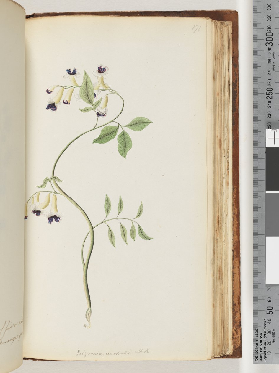 Sida 171. Bignonia australis H.K av Unknown artist