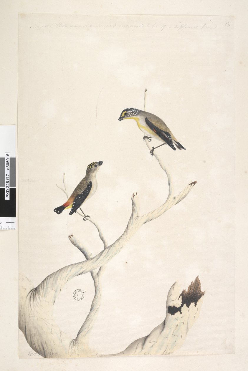 Sida 17. Pardalotus. längs övre kanten i olika hand augusti. Båda ritade i naturlig storlek. tillagd i tredje hand och förmodas vara av ett annat slag Fläckig Pardalote och öststrimmig Pardalote Pardalotus punctatus och Pardalotus striatus Pardalotus ornat av Unknown artist