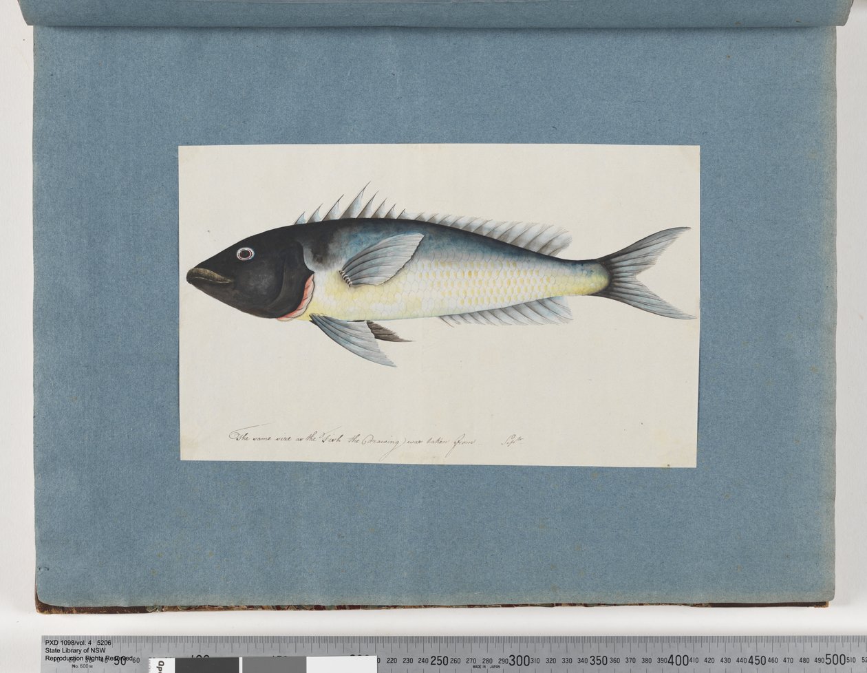 Sida 17. Oidentifierad fisk (akvarell på papper) av Unknown artist