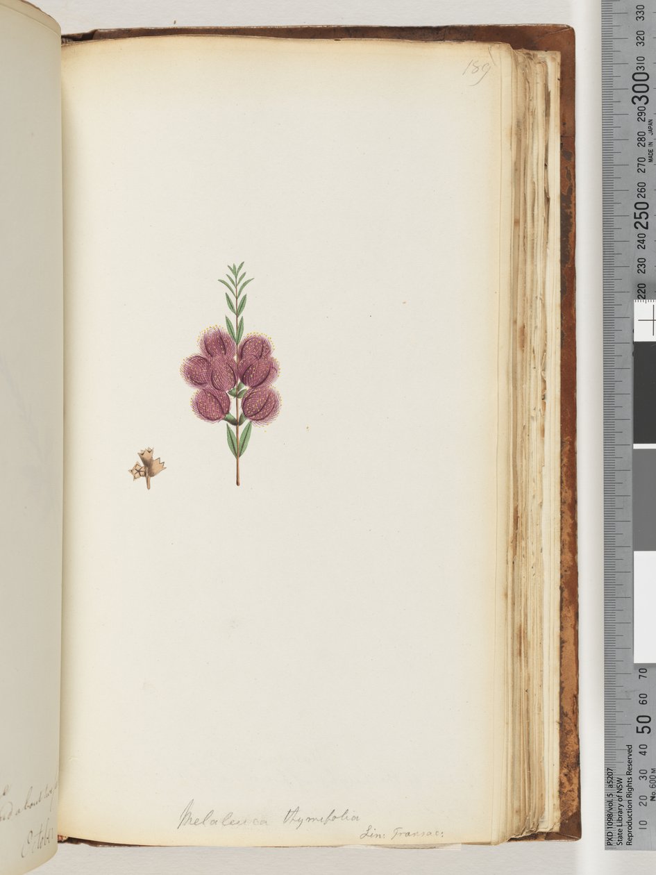 Sida 189. Melaleuca thymifolia. Lin: Transac av Unknown artist