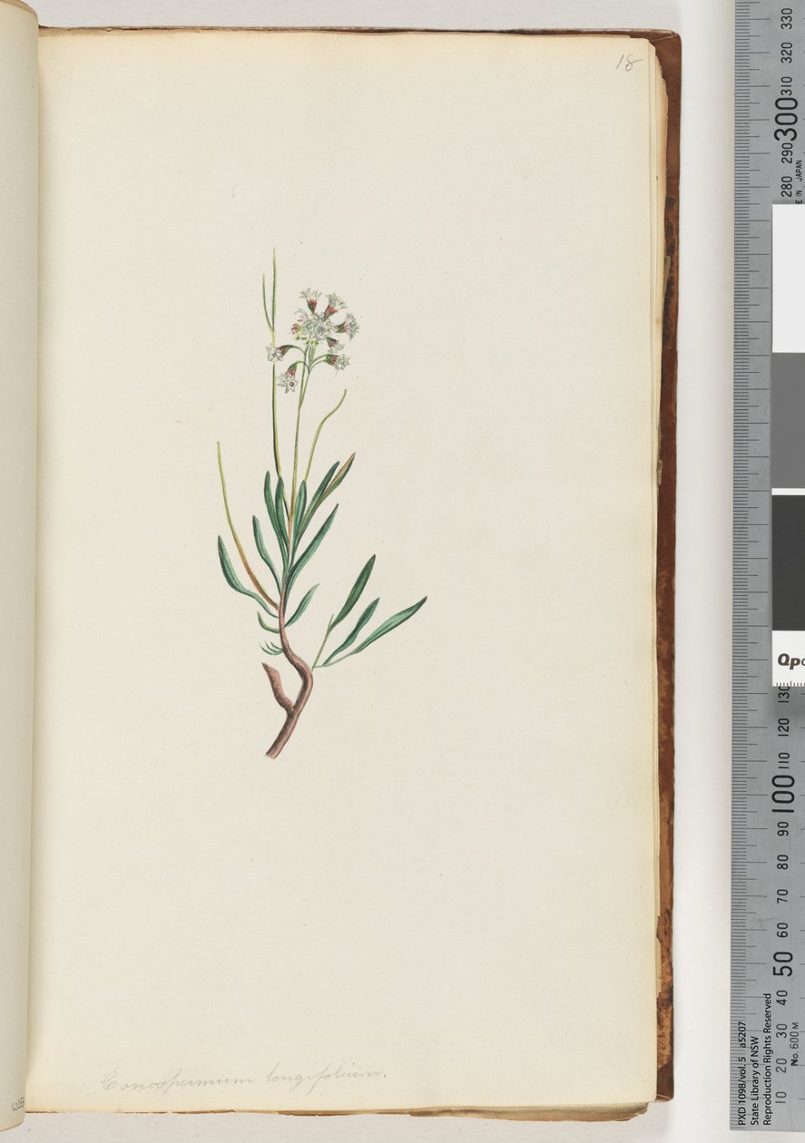 Sida 18. Conospermum longifolium Långbladiga konfröer av Unknown artist