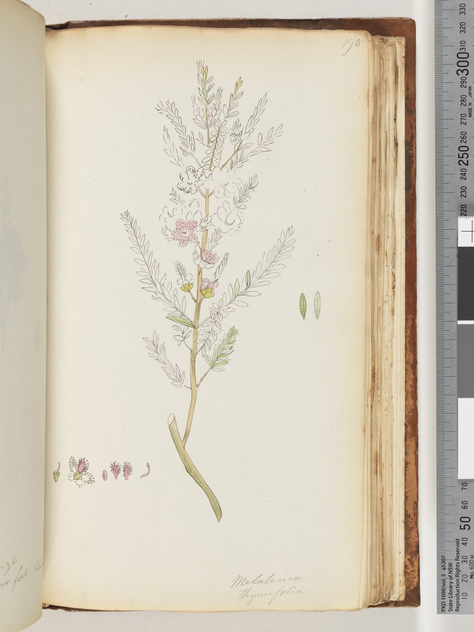 Sida 190. Melaleuca thymifolia / Timjanhonung, myrten av Unknown artist