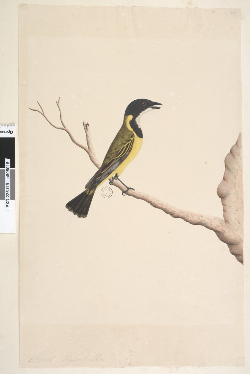 Sida 19. April. Naturlig storlek Golden Whistler Pachycephala pectoralis, hane, 1791-92 av Unknown artist