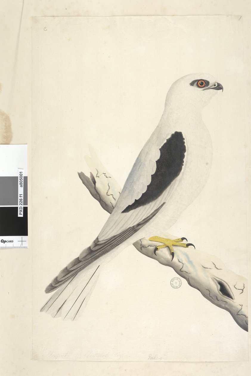Sida 1. Falco, sedd i Augustat nedre till vänster i annan hand August naturlig storlek. Svart, axlad drake Elanus axillaris Elanus notatus, 1791-92 av Unknown artist
