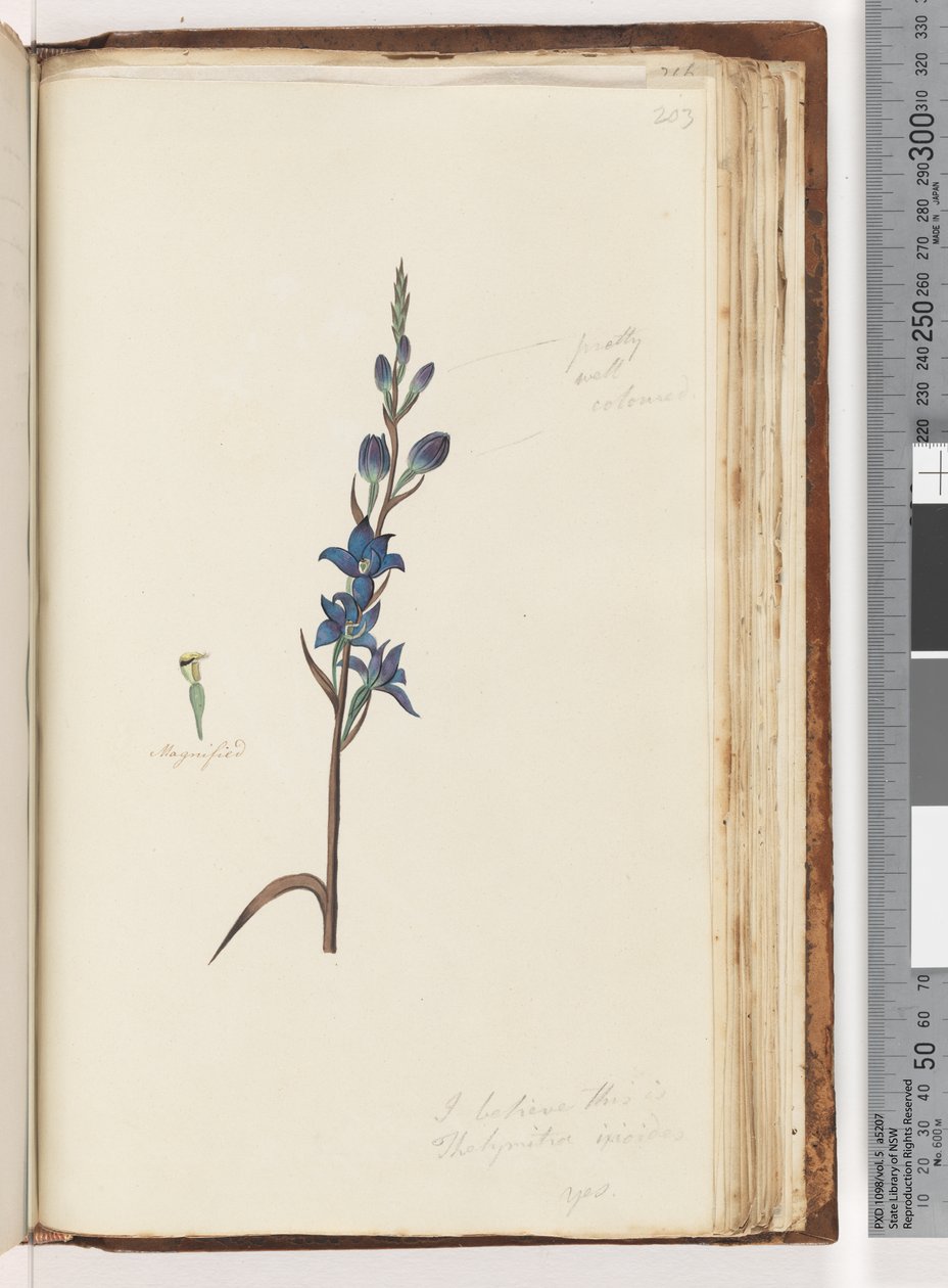 Sida 203. Jag tror att det här är Thelymitra ixioides / Spotted Sun Orchid av Unknown