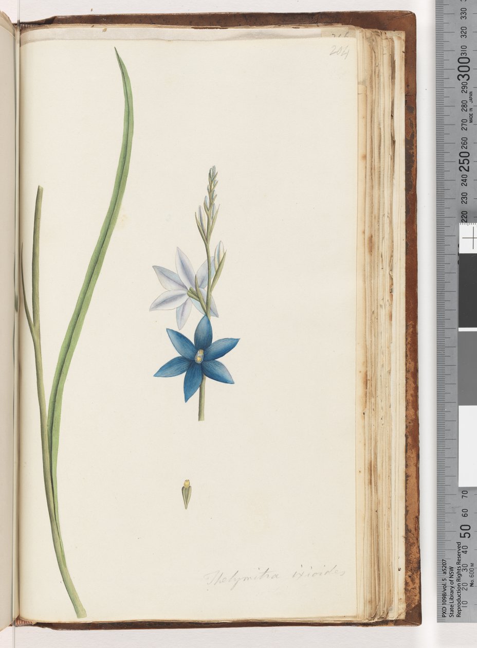 Sida 204. Thelymitra ixiodes /Fläckig solorkidé av Unknown artist