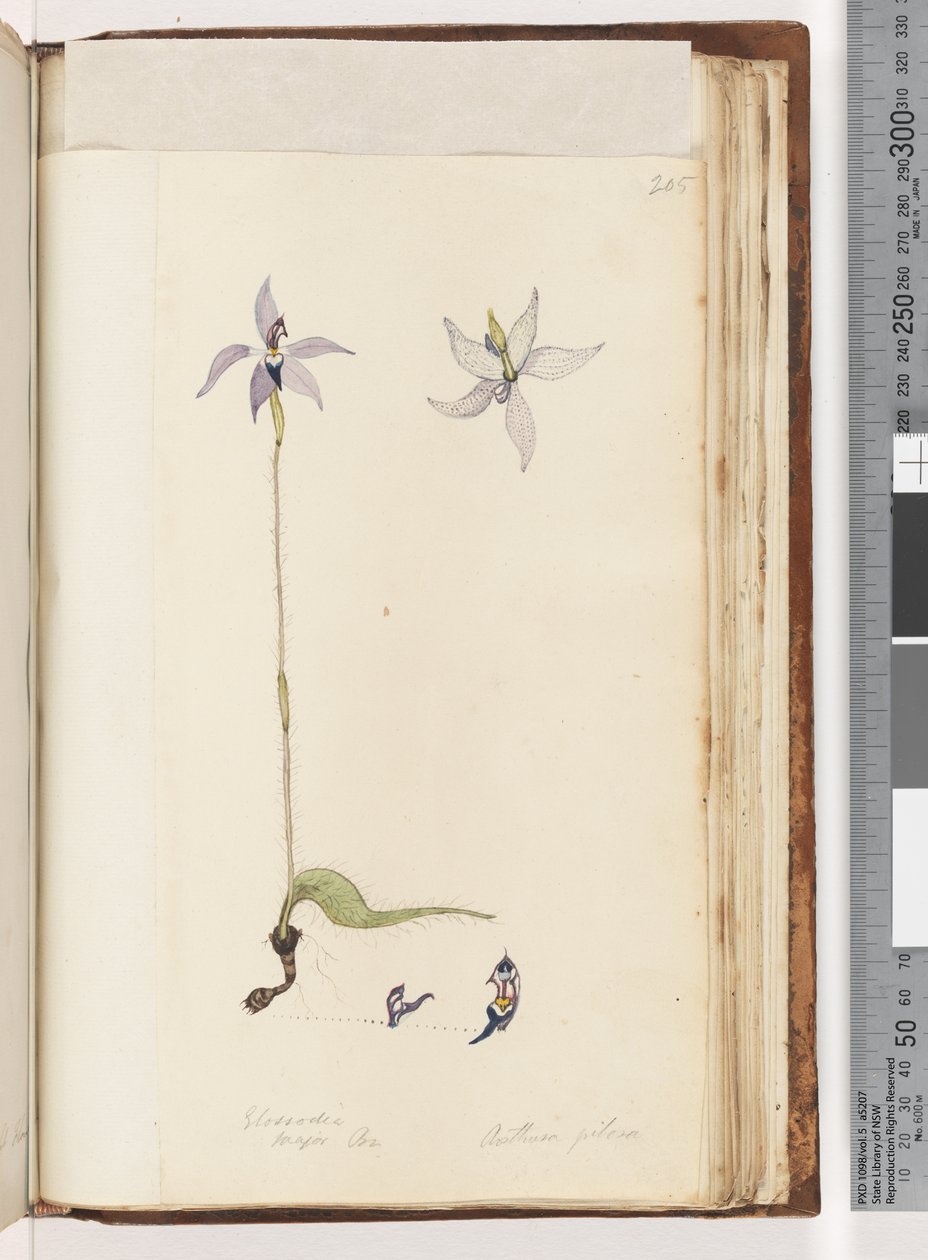 Sida 205. Glossodia. Major På. Arethusa hårig / Wax Lip Orchid av Unknown artist