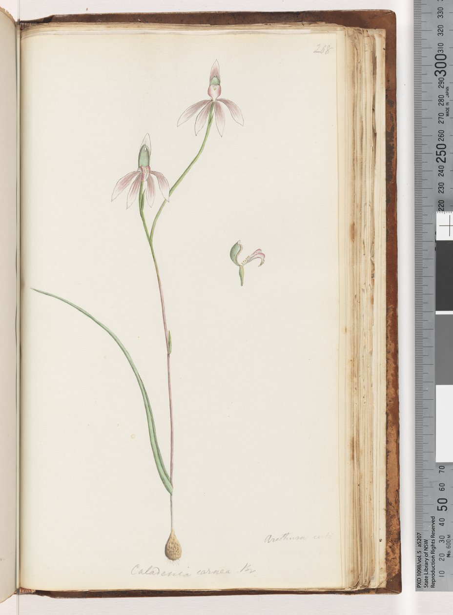 Arethusa säker? Caladenia carnea Br / Pink Fingers Orchid av Unknown artist