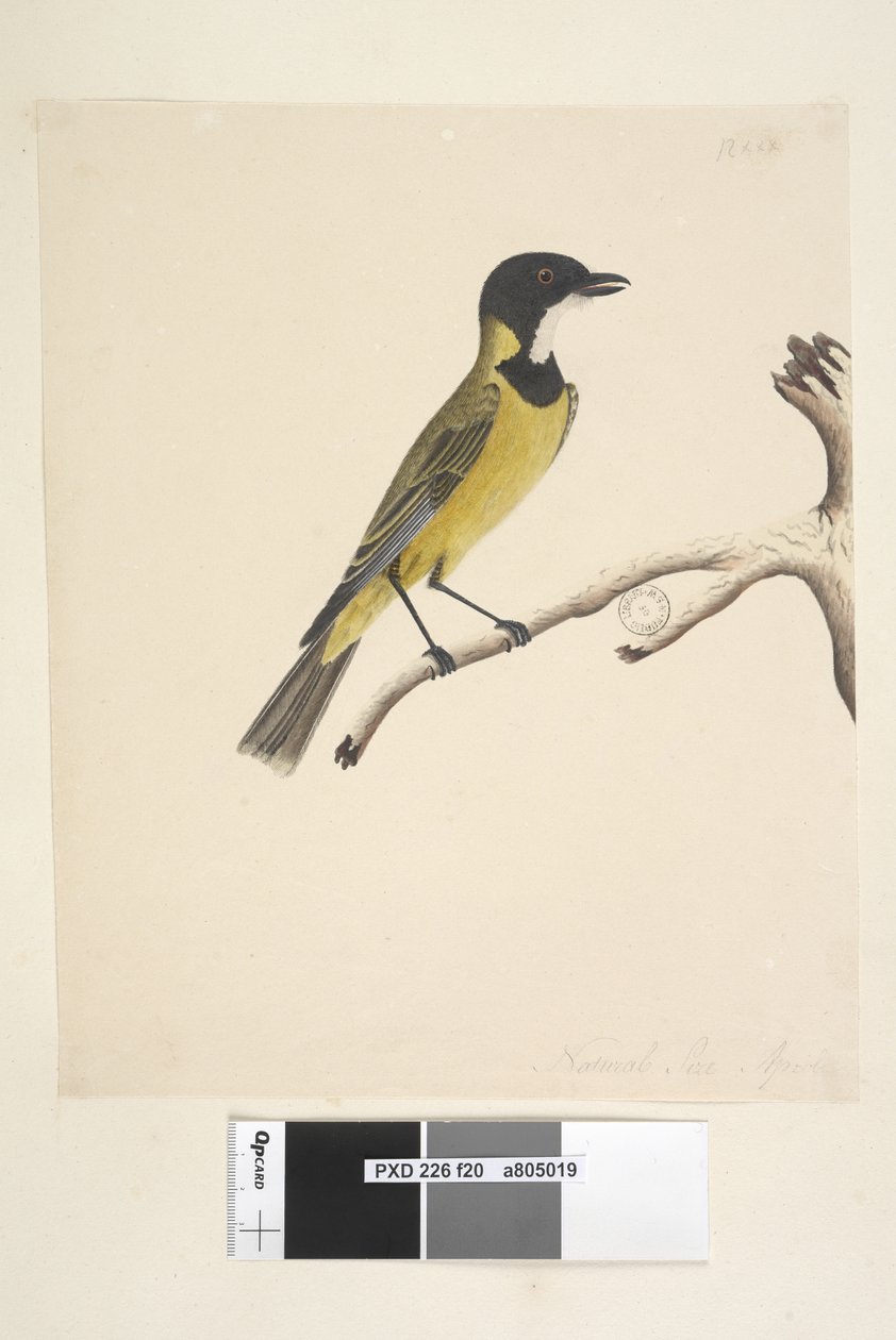 Sida 20. Naturlig storlek. April Golden Whistler Pachycephala pectoralis, hane, 1791-92 av Unknown artist